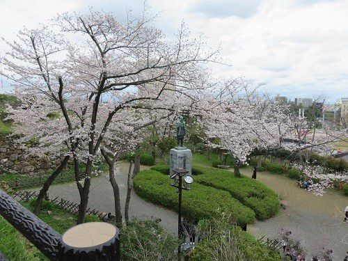 浜松城公園、桜【浜松市】：満開時