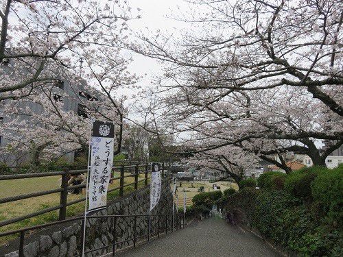 浜松城公園、桜【浜松市】：満開桜