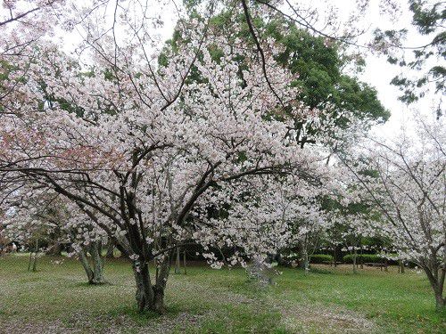 蜆塚公園、桜【浜松市】：見頃時
