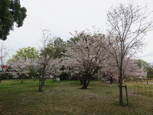 蜆塚公園、桜【浜松市】：満開時