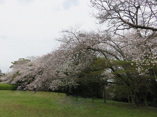 蜆塚公園、桜【浜松市】：見事な桜