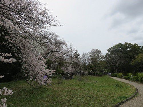 蜆塚公園、桜【浜松市】：広場の桜