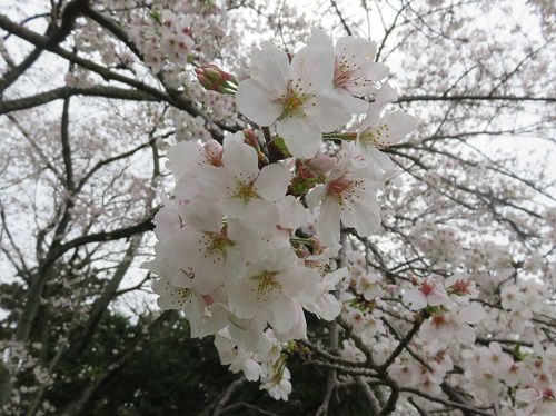 蜆塚公園、桜【浜松市】：ズームアップ