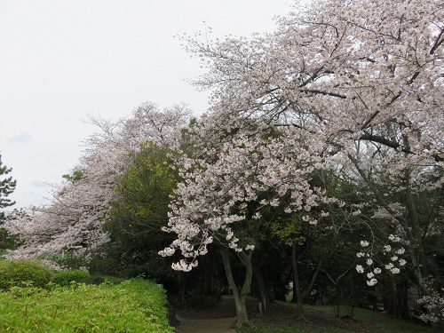蜆塚公園、桜【浜松市】