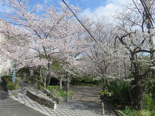 熱川桜坂公園、桜【東伊豆町】：満開桜