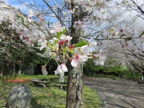 熱川桜坂公園、桜【東伊豆町】：見頃桜