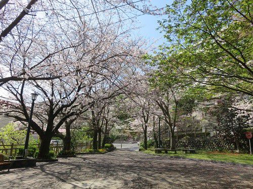 熱川桜坂公園、桜【東伊豆町】