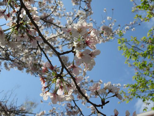 熱川桜坂公園、桜【東伊豆町】：ズームアップ