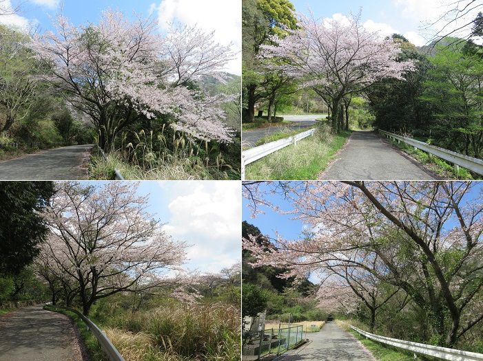 奥野ダム・松川湖畔、桜【伊東市】：満開の散歩道