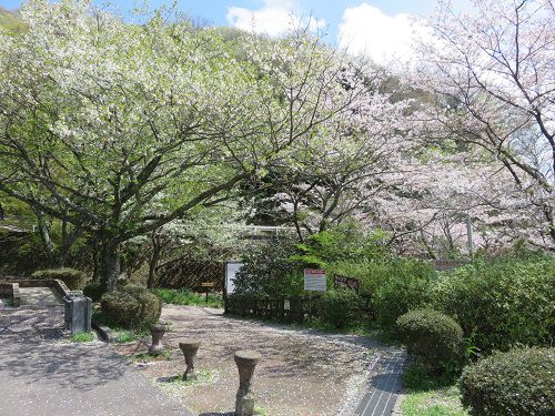 奥野ダム・松川湖畔、桜【伊東市】：満開の桜景色