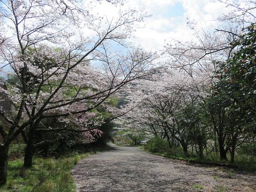 奥野ダム・松川湖畔、桜【伊東市】：桜満開の並木道