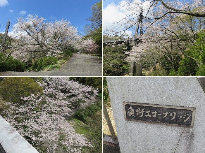 奥野ダム・松川湖畔、桜【伊東市】：奥野エコーブリッジ周囲の満開桜