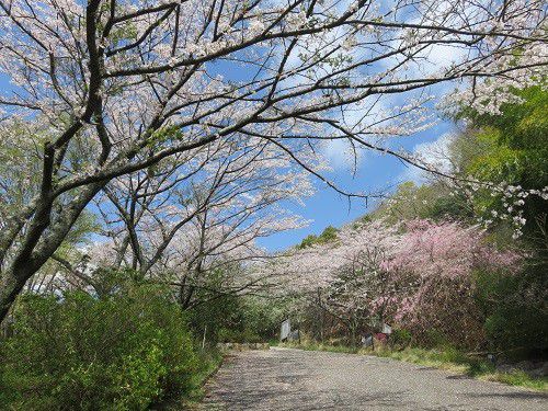 奥野ダム・松川湖畔、桜【伊東市】：見頃ど真ん中の桜並木