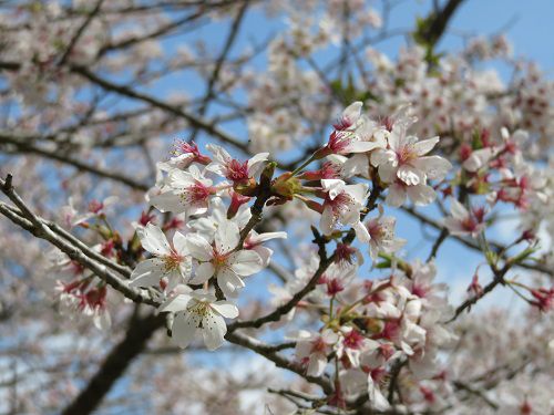 奥野ダム・松川湖畔、桜【伊東市】：桜のズームアップ