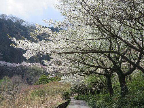 奥野ダム・松川湖畔、桜【伊東市】：桜並木の満開