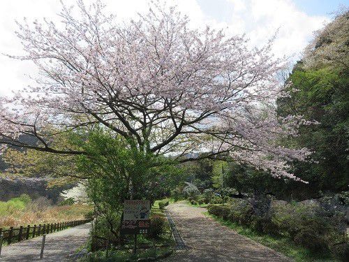 奥野ダム・松川湖畔、桜【伊東市】：桜が素晴らしい