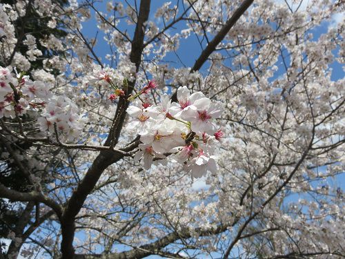 六仙の里公園、桜【伊豆市】：桜のズームアップ
