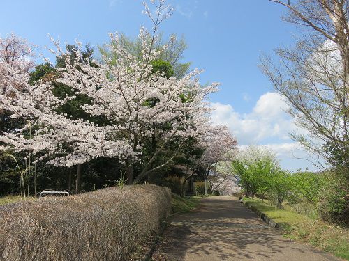 六仙の里公園、桜【伊豆市】：左が駐車場