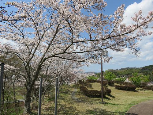 六仙の里公園、桜【伊豆市】：桜の散歩道