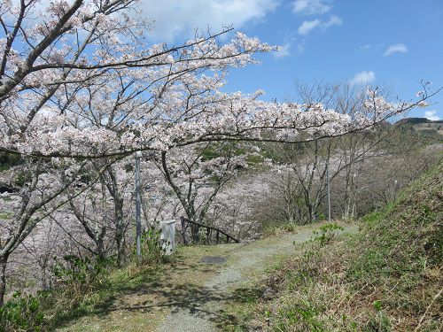 六仙の里公園、桜【伊豆市】：満開の桜景色