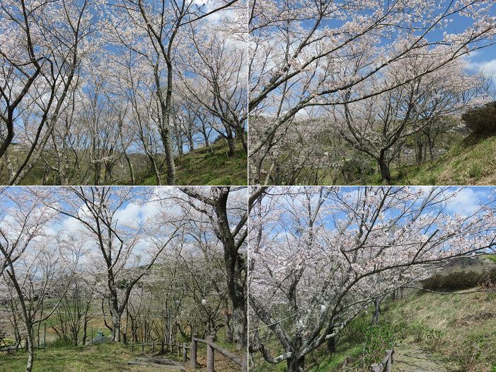 六仙の里公園、桜【伊豆市】：見頃ど真ん中の桜