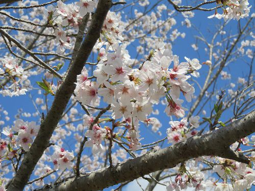 六仙の里公園、桜【伊豆市】：ズームアップの見頃桜