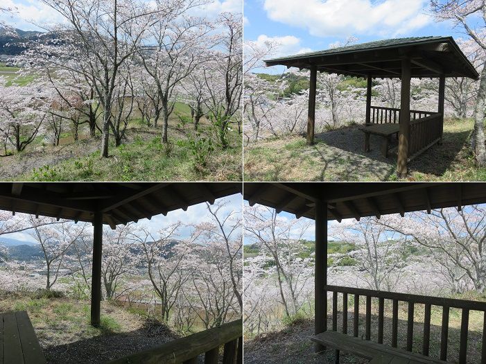六仙の里公園、桜【伊豆市】：東屋周辺の満開桜