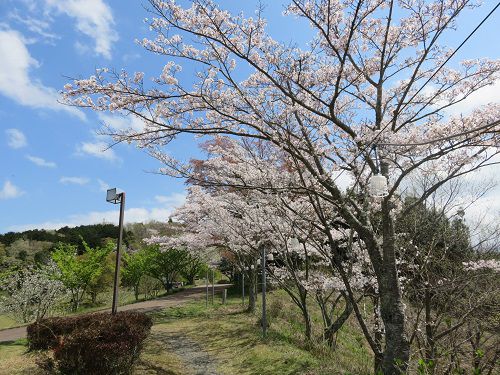 六仙の里公園、桜【伊豆市】：桜、桜の散歩道