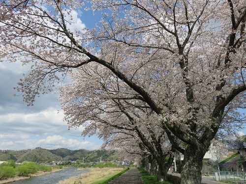 狩野川堤防沿い、桜【伊豆市】：素晴らしい満開桜