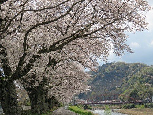 狩野川堤防沿い、桜【伊豆市】：桜の並木道
