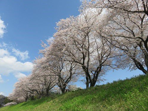 狩野川堤防沿い、桜【伊豆市】：見栄え良い満開桜