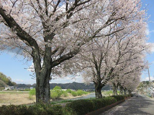 狩野川堤防沿い、桜【伊豆市】：見事な満開桜