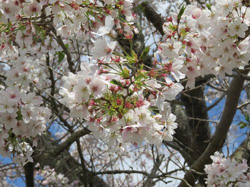 狩野川堤防沿い、桜【伊豆市】：満開桜のズームアップ２