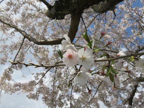 狩野川堤防沿い、桜【伊豆市】：桜のズームアップ（見頃桜）