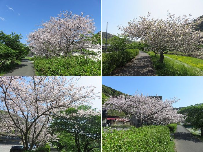 青野川沿い、桜【南伊豆町】：満開桜１