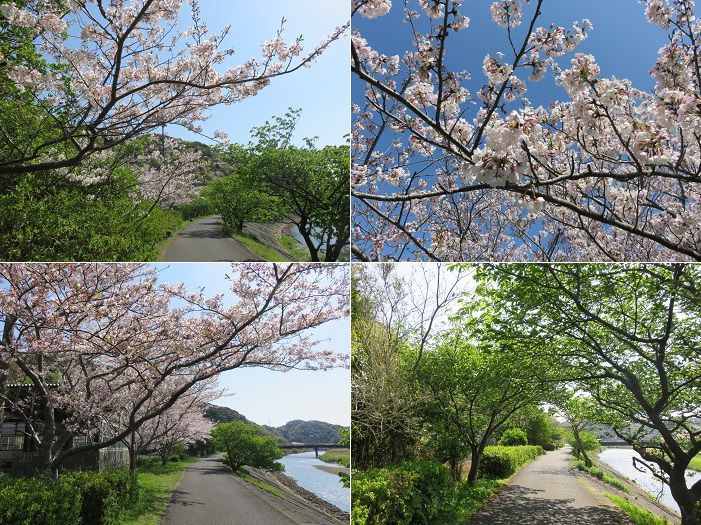 青野川沿い、桜【南伊豆町】：満開桜２
