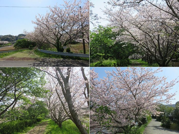 青野川沿い、桜【南伊豆町】：満開桜３