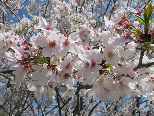 青野川沿い、桜【南伊豆町】：満開桜１１