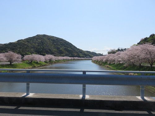 青野川沿い、桜【南伊豆町】：満開桜４