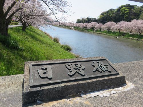 青野川沿い、桜【南伊豆町】：満開桜５（日野橋）
