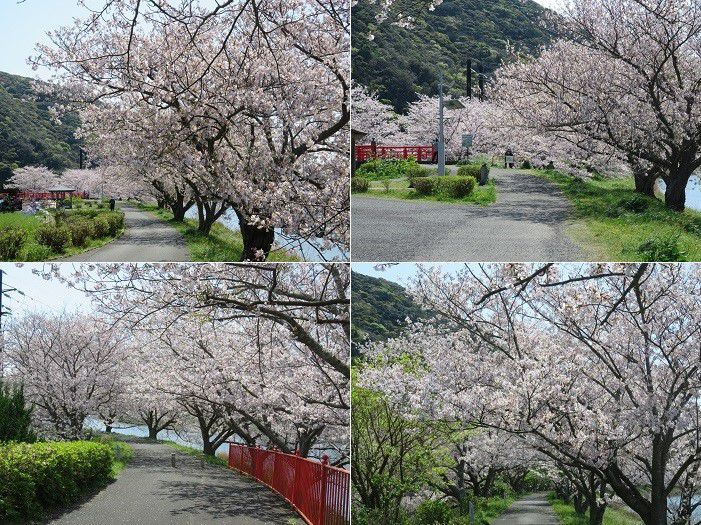 青野川沿い、桜【南伊豆町】：満開桜７（出会い橋周囲の満開桜）