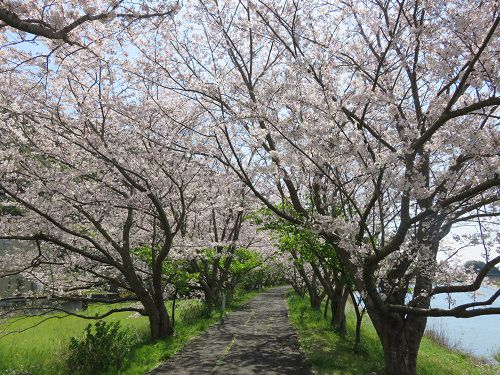 青野川沿い、桜【南伊豆町】：満開桜８