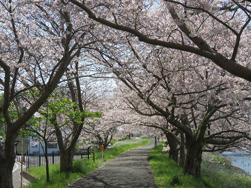 青野川沿い、桜【南伊豆町】：満開桜１０