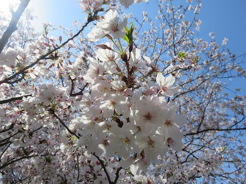青野川沿い、桜【南伊豆町】：満開桜１９