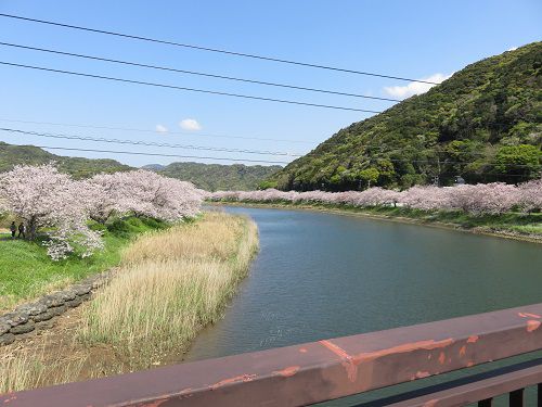 青野川沿い、桜【南伊豆町】：満開桜１２