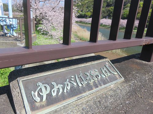 青野川沿い、桜【南伊豆町】：満開桜１３（ゆみがはまおおはし）