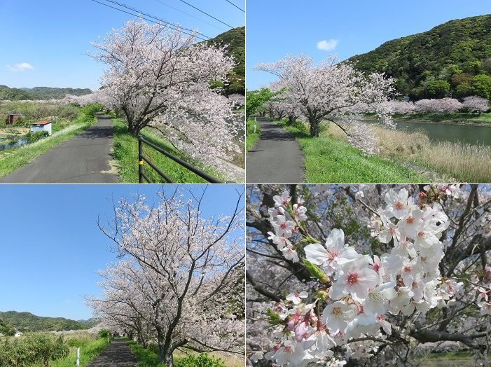 青野川沿い、桜【南伊豆町】：満開桜１２