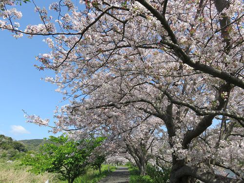 青野川沿い、桜【南伊豆町】：満開桜１５