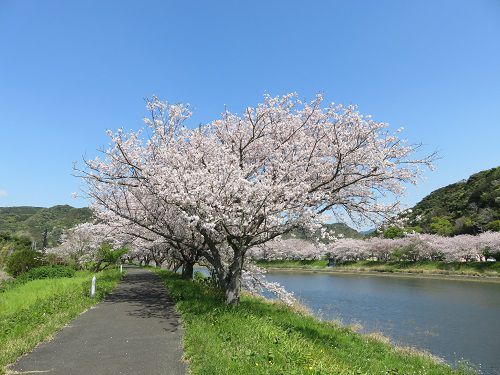 青野川沿い、桜【南伊豆町】：満開桜１４