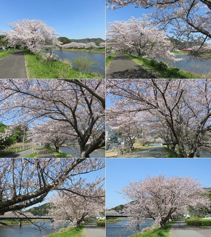 青野川沿い、桜【南伊豆町】：満開桜１８